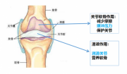 氨糖哪个牌子好？营养物谷比利以高氨糖配方呵护关节健康